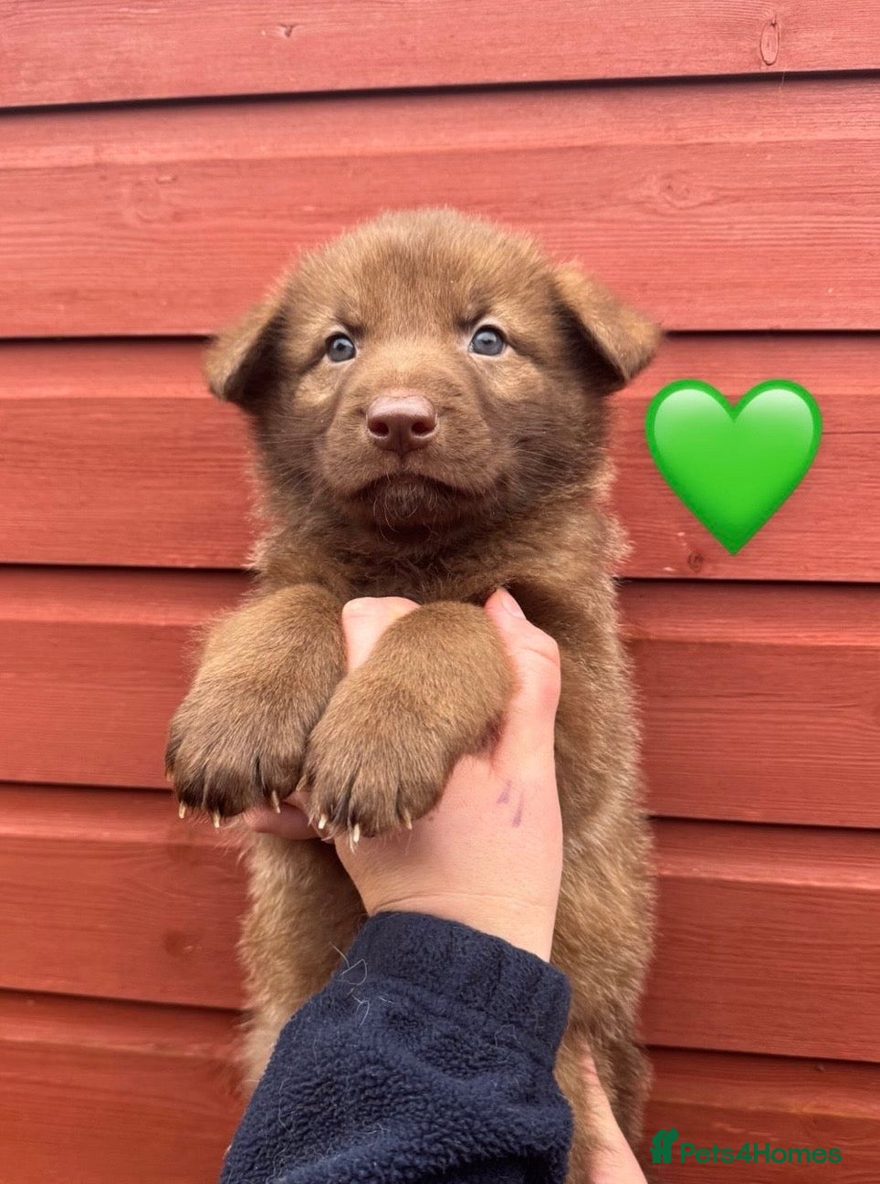 German Shepherd dogs Extensively Health Tested Puppies 🐾 - Advert 11