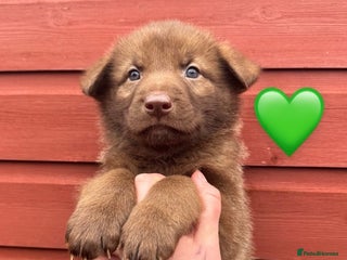 German Shepherd dogs Extensively Health Tested Puppies 🐾 - Advert 11