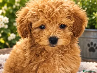 Miniature Poodle dogs PRA clear minature poodles - Advert 3