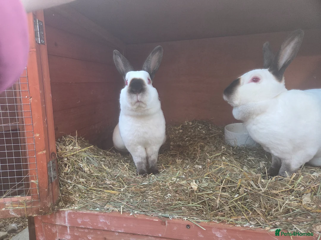 Rex rabbits for sale: Stunning himilayan mini rex sisters - Advert 2
