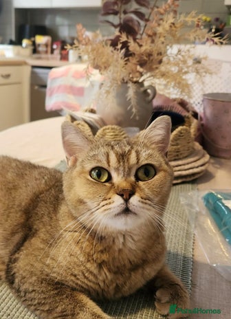 British Shorthair cats - Advert 3