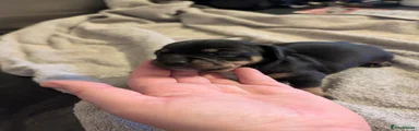 Jackshund 2