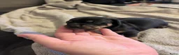 Jackshund dogs for sale: 3 Puppies for sale in Elgin - Advert 6
