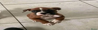 Boxer 4