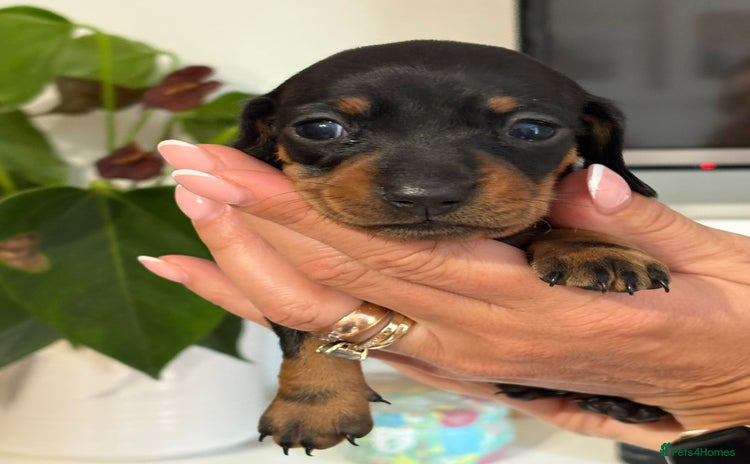 Miniature Dachshund dogs - Advert 1