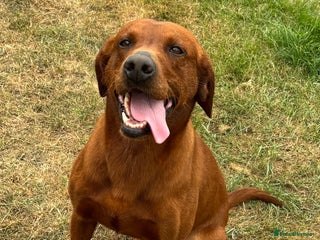 Labrador Retriever dogs - Advert 10