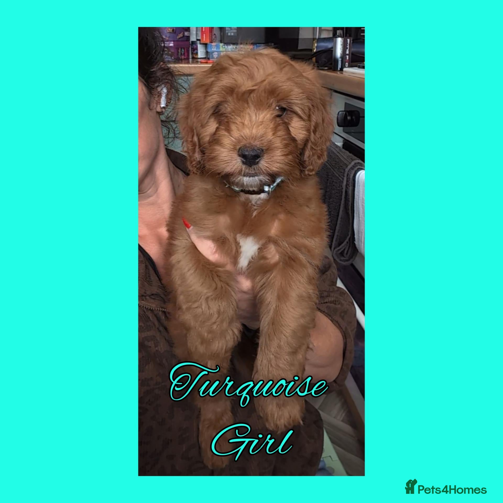 Cockapoo dogs READY NOW 4 x Red Cockapoo Girls For Sale - Advert 2