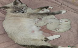 Ragdoll cats for sale: Beautiful Chunky Pure Breed Ragdoll kittens - Image 17