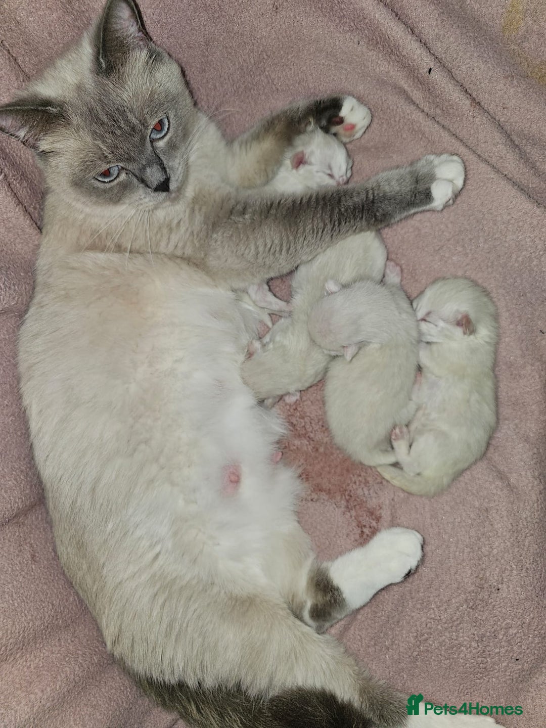 Ragdoll cats for sale: Beautiful Chunky Pure Breed Ragdoll kittens - Image 17