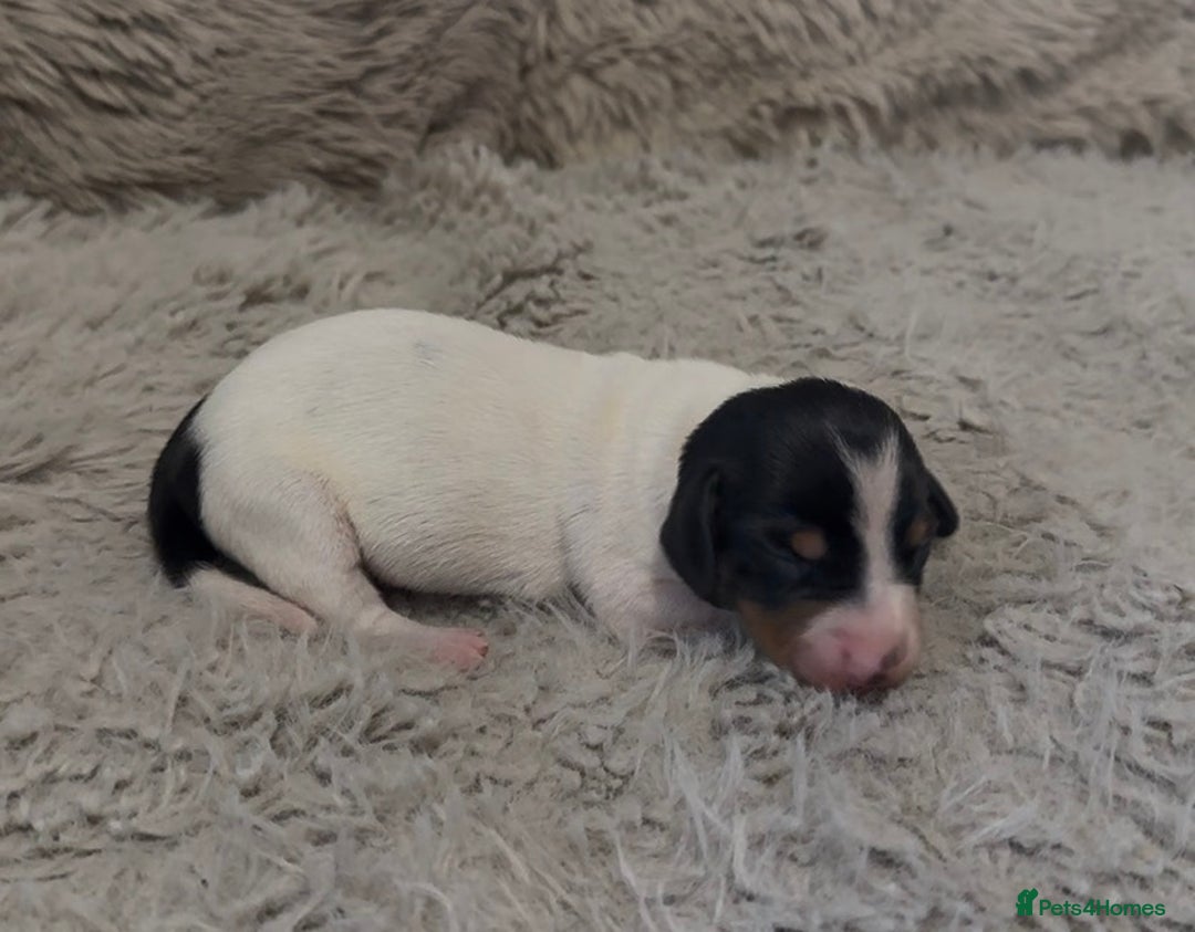 Miniature Dachshund dogs for sale: Beutiful mini dachshund pups  - Advert 15