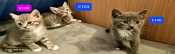 Mixed Breed cats for sale: Beautiful Mix Breed Kittens - Advert 6