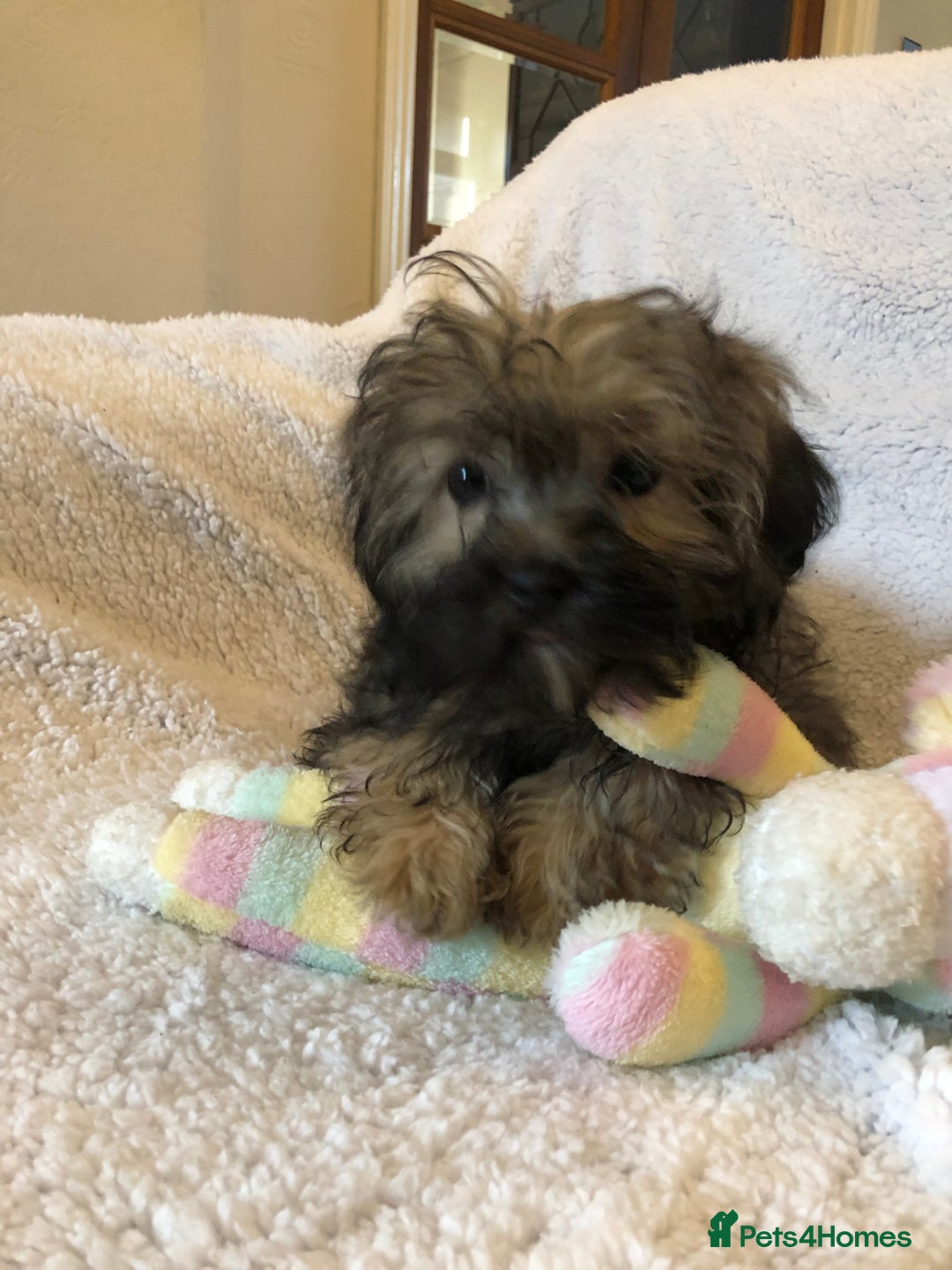 Shihpoo dogs for sale: shihpoo puppies for sale  - Advert 1
