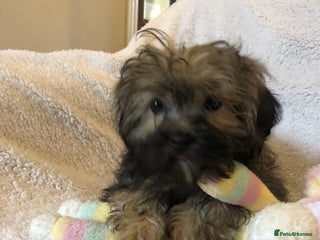 Shihpoo dogs shihpoo puppies for sale - Advert 3