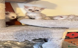 Persian cats for sale: Persian kitten ready to go - Image 20