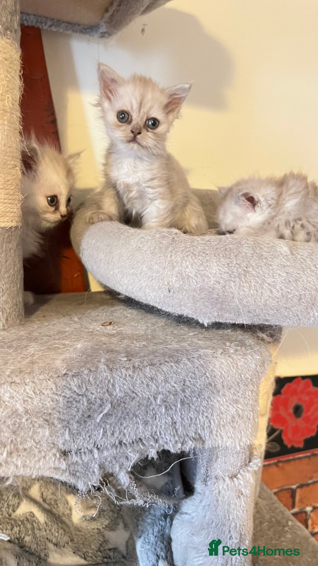Persian cats for sale: Persian kitten ready to go - Image 20