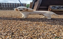 Miniature Poodle dogs for stud: Health Tested Quality Miniature Poodle Stud in Warwick - Image 1