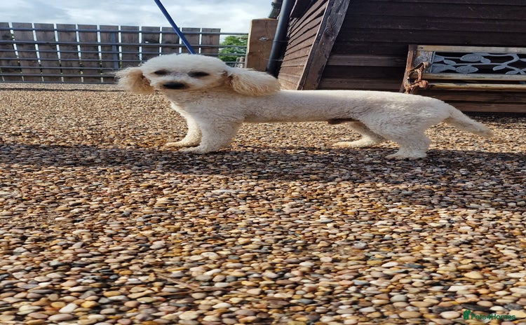 Miniature Poodle dogs in Warwick - Advert 20