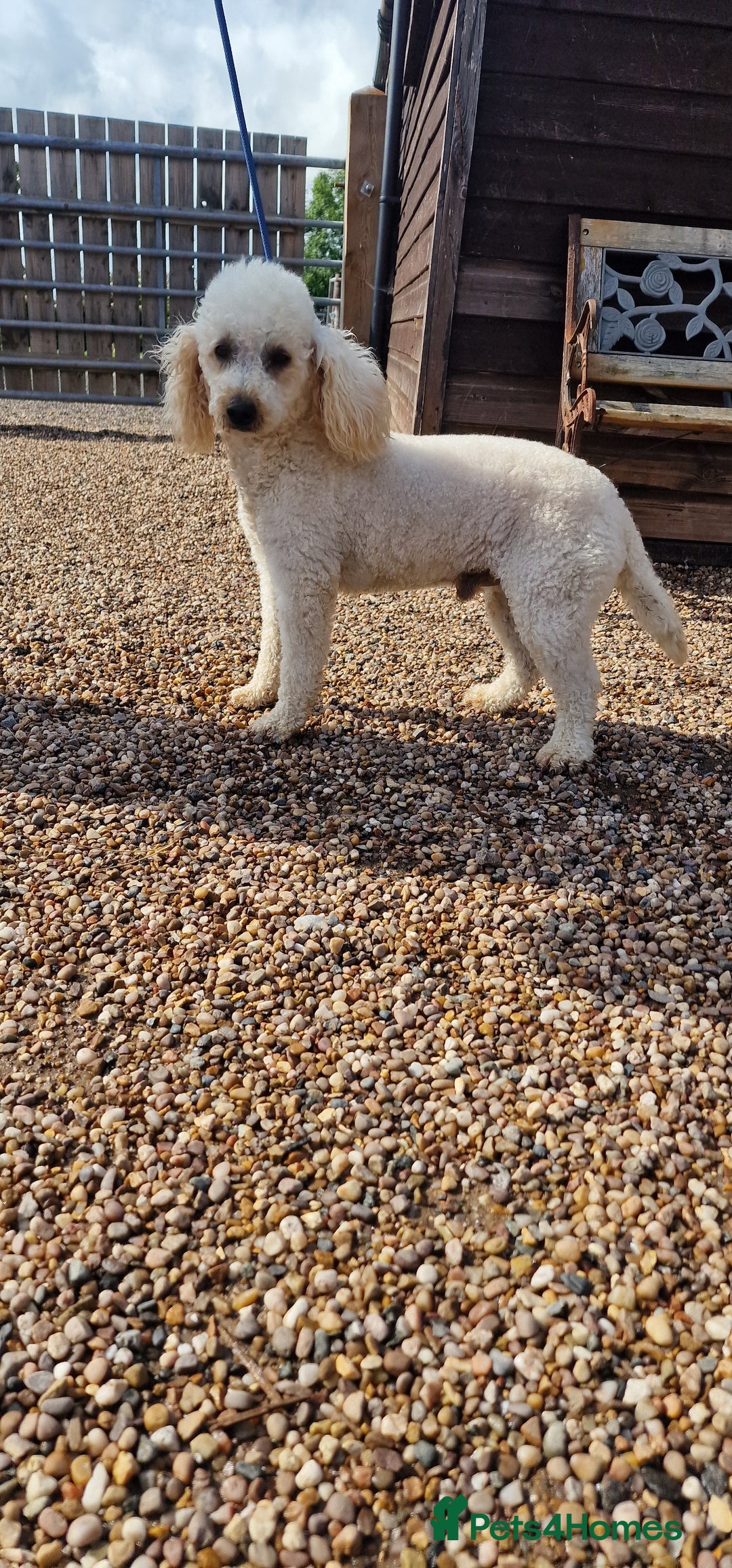 Miniature Poodle dogs for stud: Health Tested Quality Miniature Poodle Stud in Warwick - Image 1