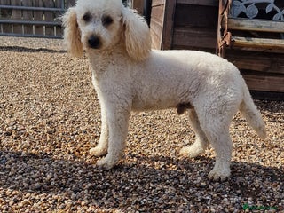 Miniature Poodle dogs in Warwick - Advert 7