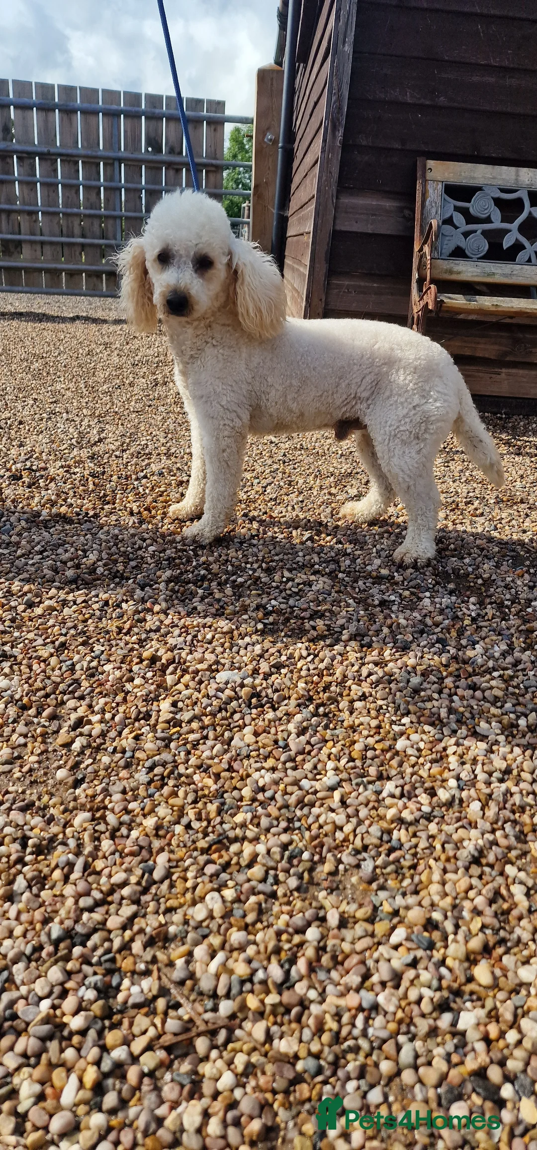 Miniature Poodle dogs for stud: Health Tested Quality Miniature Poodle Stud in Warwick - Advert 1