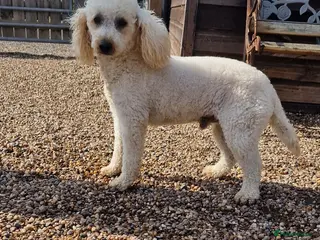 Miniature Poodle dogs Health Tested Quality Miniature Poodle Stud in Warwick - Advert 4
