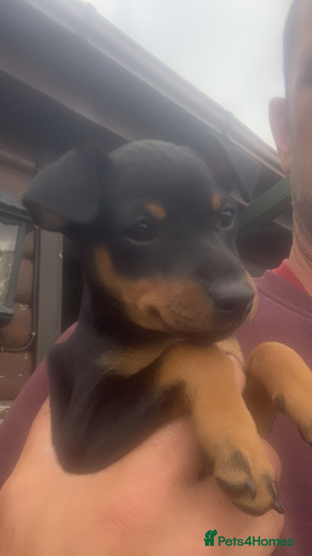 Mixed Breed dogs for sale: miniature pincher / mini jack  - Image 26