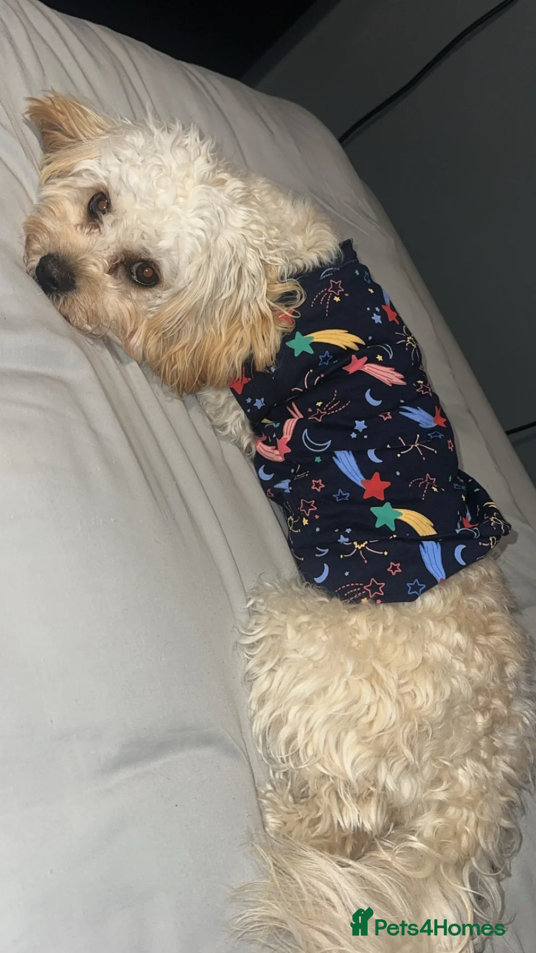 Cavapoo dogs for sale: Cavapoo  in Liverpool - Advert 1