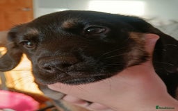 Mixed Breed dogs for sale: Puppies - Image 9