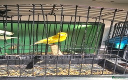Canaries birds for sale: Irish fancy canary  - Image 2