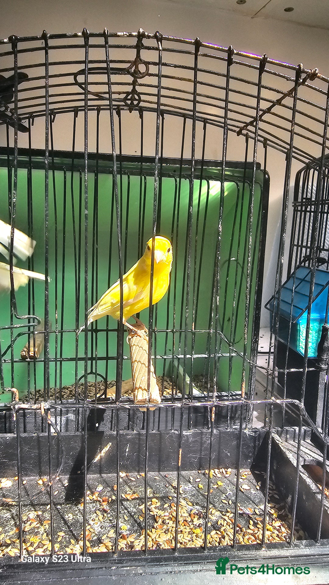 Canaries birds for sale: Irish fancy canary  - Image 2