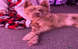 Mixed Breed dogs for sale: chowsky rare mearle mixed breed  - Image 1