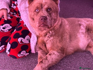 Mixed Breed dogs for sale - Advert 1