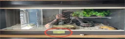 Snake reptiles for sale: Albino Hognose Snake - Advert 17