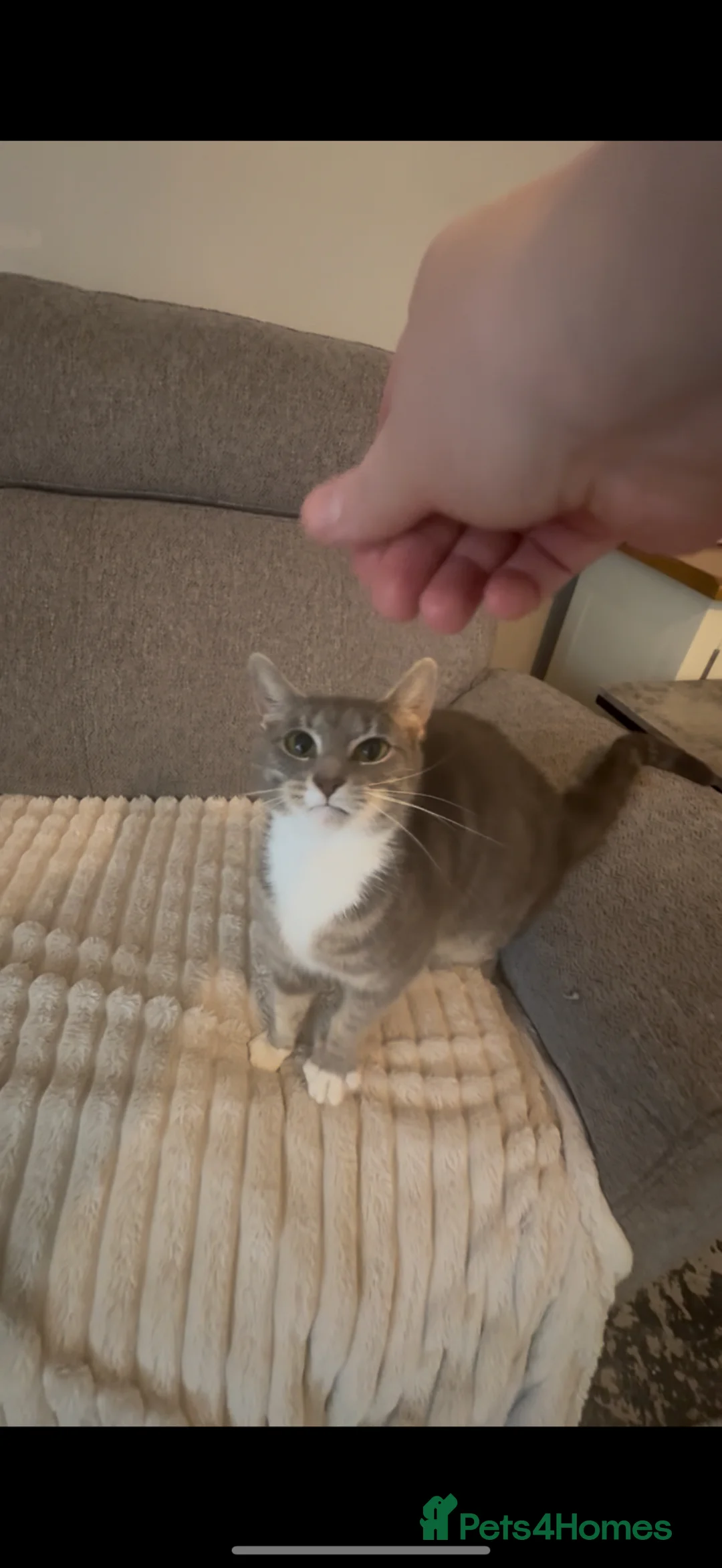 Mixed Breed cats for sale: I have a beautiful silver cat for rehoming  - Advert 4