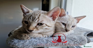 Bengal cats - Advert 10