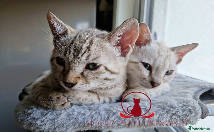 Bengal cats - Advert 1