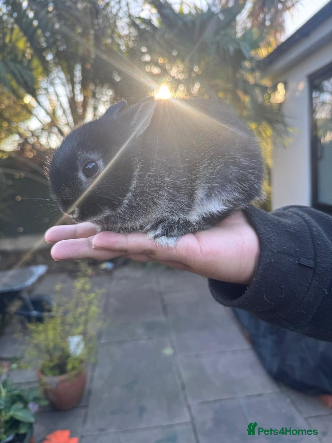 Mixed Breed rabbits for sale: 2 Netherland Dwarf Rabbits - Advert 3