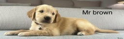 Golden Retriever dogs for sale: KC GOLDENS FROM HIP ELBOW DNA GOOD LINEAGE - Advert 6