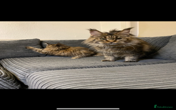 Maine Coon cats for sale: Stuning Maine Coon girl - Advert 9