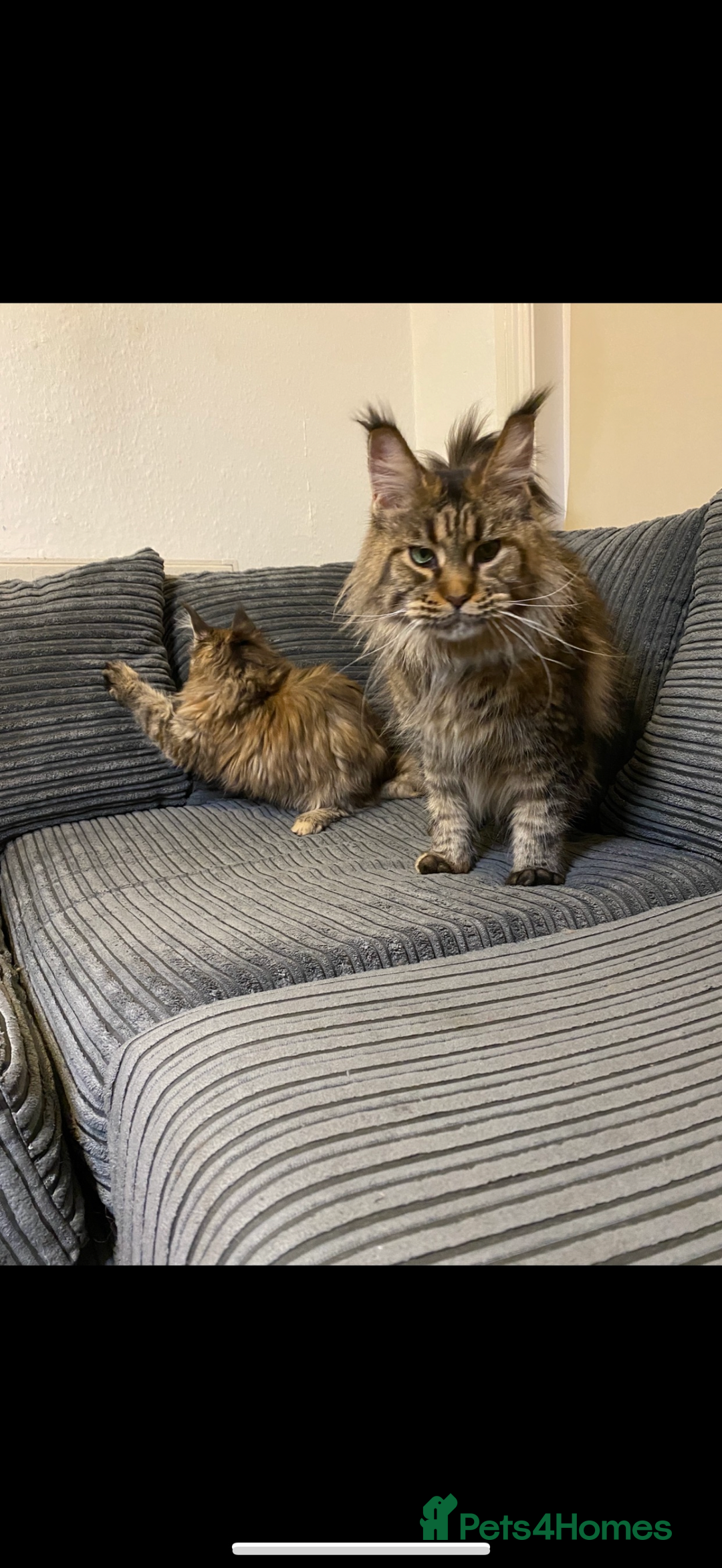 Maine Coon cats for sale: Stuning Maine Coon girl - Advert 9
