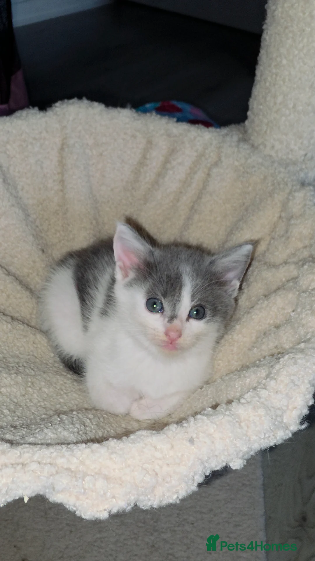 Oriental cats for sale: MAINE COON x ORIENTAL SHORTHAIR - Advert 2