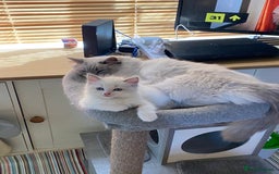 Ragdoll cats for stud: Active Gccf Blue bi Ragdoll in Grantham - Image 11
