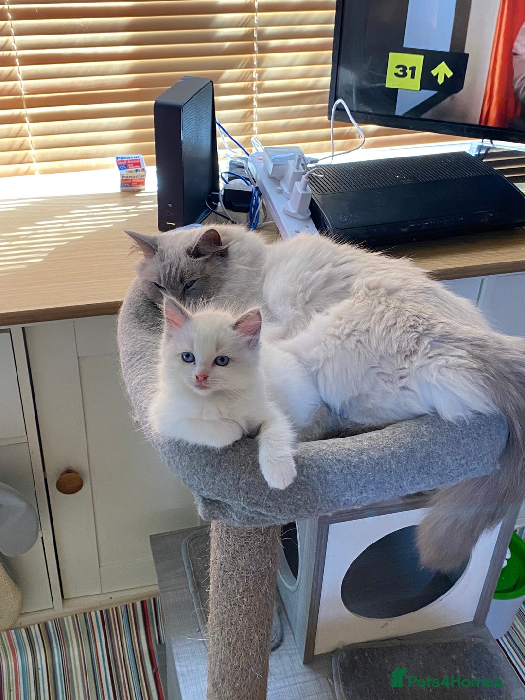 Ragdoll cats for stud: Active Gccf Blue bi Ragdoll in Grantham - Image 11