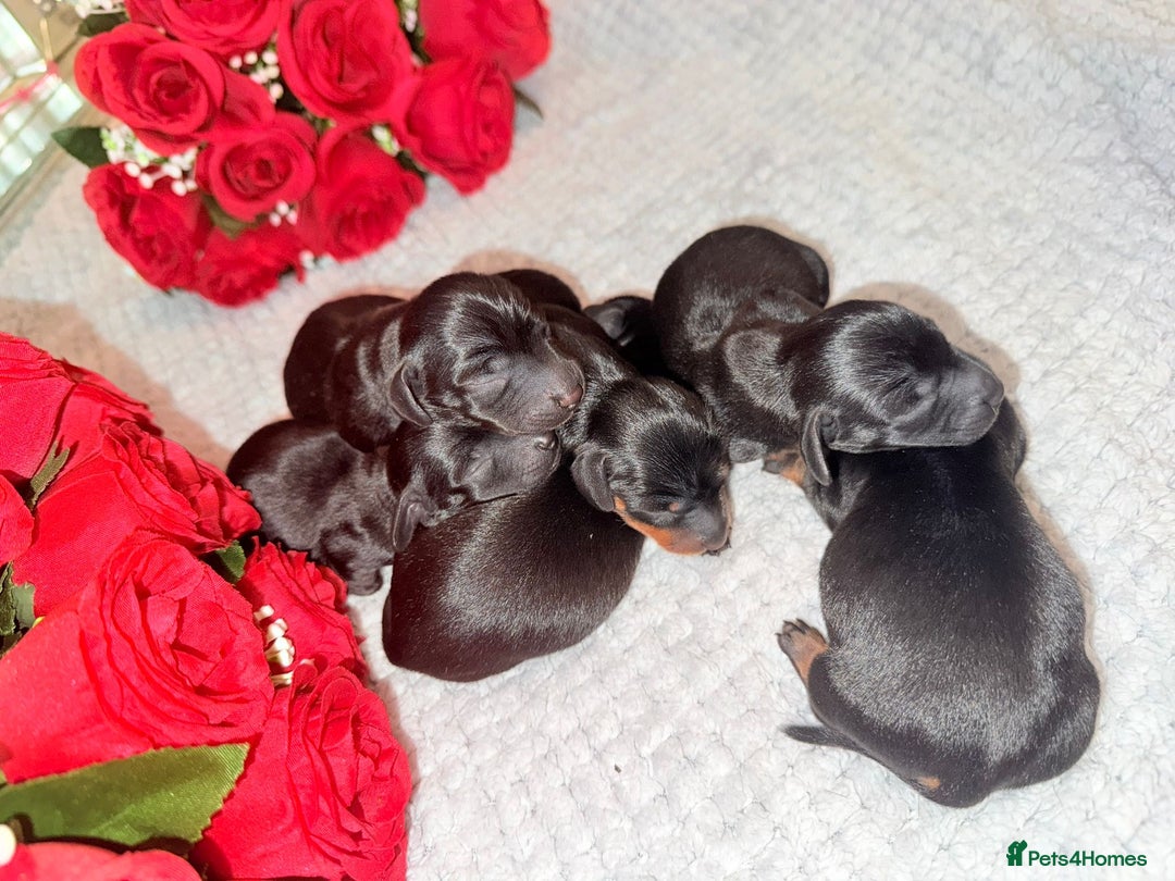 Miniature Dachshund dogs for sale: Beautiful miniature dachshunds  - Image 3