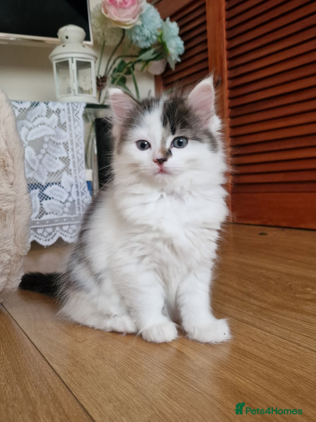 Mixed Breed cats for sale: Rare Ragdoll × Norwegian Forest kittens - Image 20