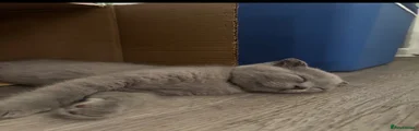 Scottish Fold 2