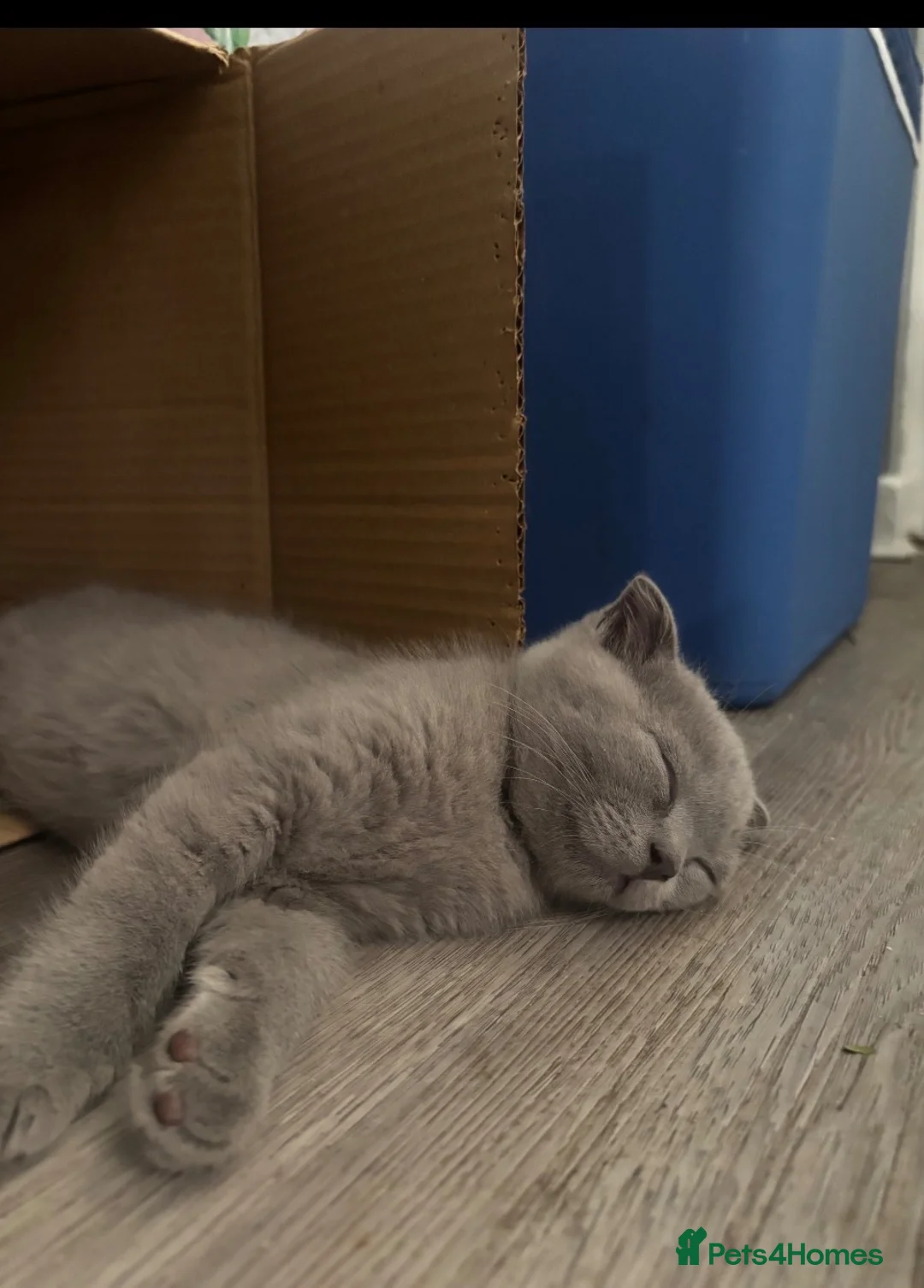 Scottish Fold cats for sale: £400  !!TICA /  Scottish fold MALE - Advert 6
