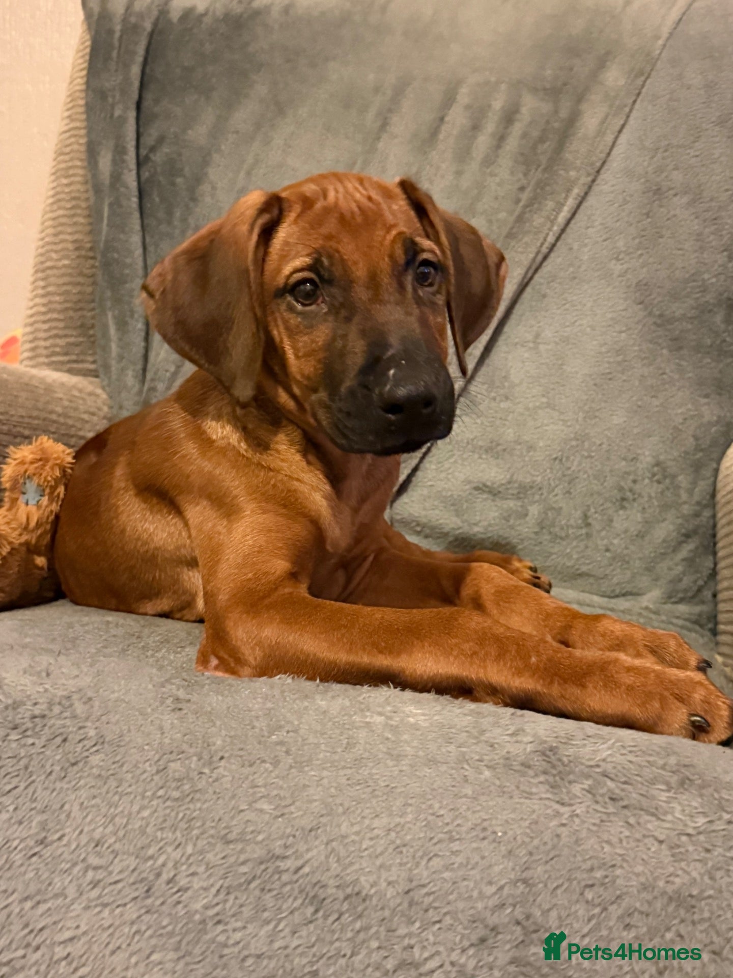 Rhodesian Ridgeback dogs KC Rhodesian Ridgebacks - Advert 1