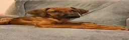 Rhodesian Ridgeback dogs for sale: KC Rhodesian Ridgebacks - Advert 1
