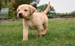 Labrador Retriever dogs for sale: Working Labrador Puppies - Image 10